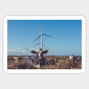 Cow & Wind Power Sticker